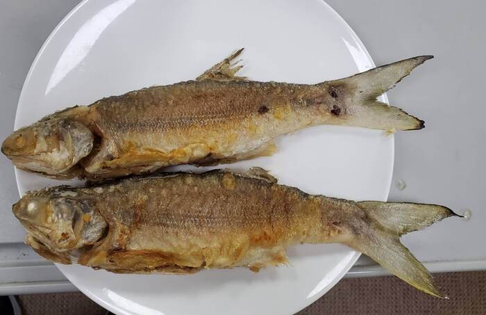 海觀系的食魚教育-午仔魚圖片