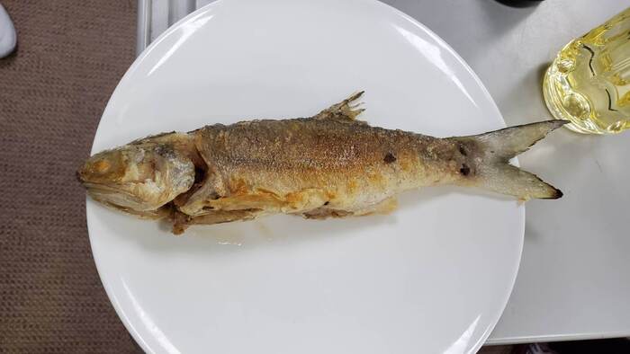 海觀系的食魚教育-午仔魚圖片